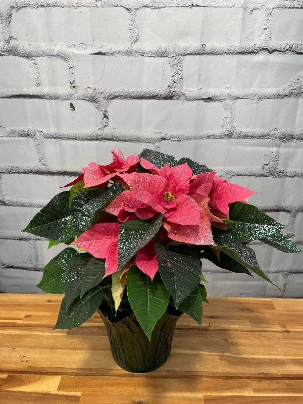 6.5" poinsettia sparkled pink