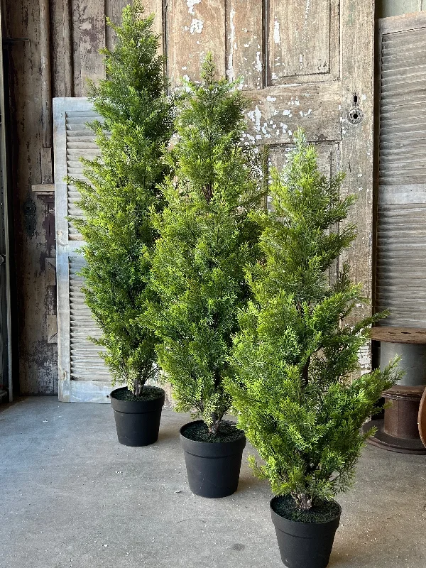 Colonnade Cedar Tree | 5'