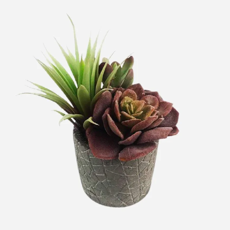 Cactus Succulent Set In Pot